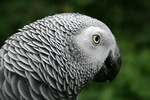 Free Stock Photo: Close-up of an African Grey parrot