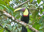 Free Stock Photo: A toucan perched on a branch