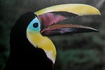 Free Stock Photo: Close-up of a toucan