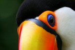 Free Stock Photo: Close-up of a toucan