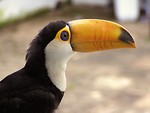 Free Stock Photo: Close-up of a toucan bird