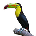 Free Stock Photo: A keel-billed toucan perched on a branch
