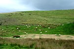 Free Stock Photo: Sheep covering a grassy hill