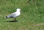 Free Stock Photo: A seagull in the grass