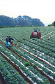 Free Stock Photo: Farmers examining a strawberry crop