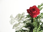 Free Stock Photo: Closeup of a red rose