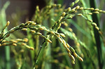 Free Stock Photo: Close-up of rice crops