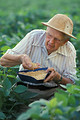 Free Stock Photo: A researcher examining a soybean crop