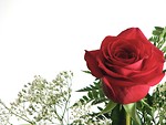 Free Stock Photo: Closeup of a red rose with a white background.