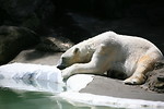 Free Stock Photo: Slumbering polar bear