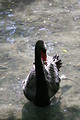 Free Stock Photo: A black swan
