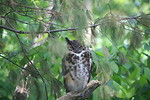 Free Stock Photo: An owl in tree