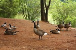 Free Stock Photo: Canadian geese resting on the shore of a lake