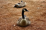 Free Stock Photo: Canadian geese resting on the ground