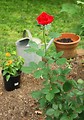 Free Stock Photo: A large red rose growing in a garden