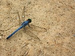 Free Stock Photo: Closeup of a dragonfly on the ground