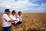 Free Stock Photo: Researchers examing wheat in a field