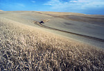 Free Stock Photo: Wheat harvest in a field on the Palouse