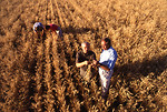 Free Stock Photo: Farmers inspecting wheat in a field
