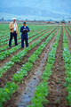 Free Stock Photo: Farmers checking crops in a field