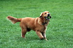 Free Stock Photo: A Golden Retriever fetching a tennis ball