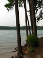 Free Stock Photo: View of trees by a lake