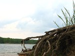 Free Stock Photo: Close-up view of tree roots by a lake