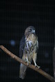 Free Stock Photo: A red-tailed hawk perching on a branch
