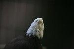 Free Stock Photo: Close-up of a bald eagle looking skyward