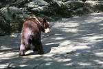 Free Stock Photo: A bear taking a pee