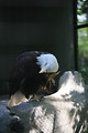 Free Stock Photo: A bald eagle hiding its face