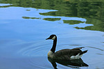Free Stock Photo: A Canadian goose on a lake