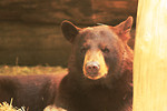 Free Stock Photo: Close-up of a black bear