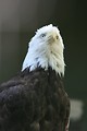 Free Stock Photo: Close-up of a bald eagle