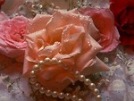 Free Stock Photo: Close-up of pink and red roses with a string of pearls