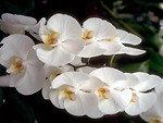 Free Stock Photo: Close-up of white orchids