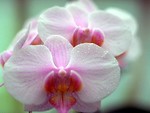 Free Stock Photo: Close-up of pink orchids