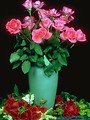 Free Stock Photo: A vase of pink roses surrounded by red roses