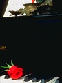 Free Stock Photo: A single red rose lying on piano keys