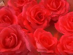Free Stock Photo: Close-up of red roses