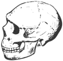 Free Stock Photo: Illustration of a human skull