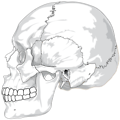 Free Stock Photo: Illustration of a human skull