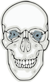 Free Stock Photo: Illustration of a human skull
