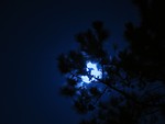 Free Stock Photo: Moon behind tree