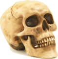 Free Stock Photo: Illustration of a human skull
