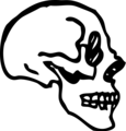 Free Stock Photo: Illustration of a human skull