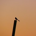 Free Stock Photo: Silhouette of a bird perched on a crooked pole at sunset