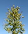 Free Stock Photo: A tree in autumn with a blue sky background