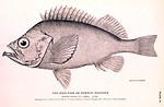 Free Stock Photo: Black and white fish illustration