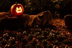 Free Stock Photo: A Halloween jack-o-lantern on a rock